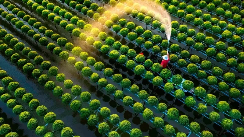 Đồng Tháp Có Gì Chơi: Hành Trình Khám Phá Xứ Sen Hồng Miền Tây